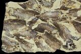 Fossil Fish (Gosiutichthys) Mortality Plate - Lake Gosiute #105415-2